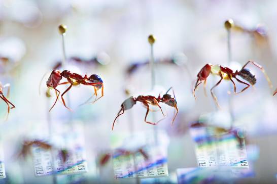 El declive de las hormigas en Fiyi muestra signos de un 'apocalipsis de insectos'
