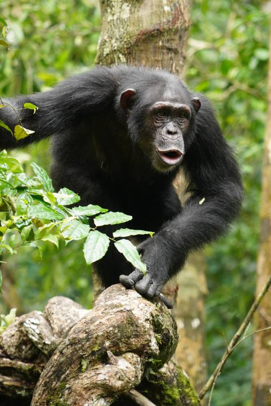 El lenguaje de los chimpancés es mucho más complejo de lo que creíamos: así combinan ritmos y sonidos