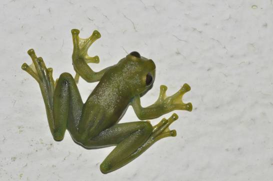 Estas-ranas-de-cristal-bailan-para-atraer-la-atencion-de-las-hembras-en-un-habitat-ruidoso.jpg