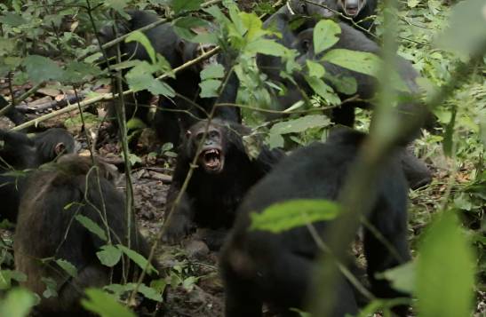 'Guerra civil' entre chimpancés al divirse de forma permanente