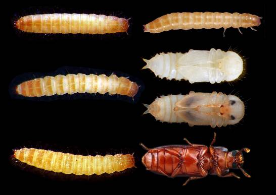 ciclo de vida del escarabajo de tierra