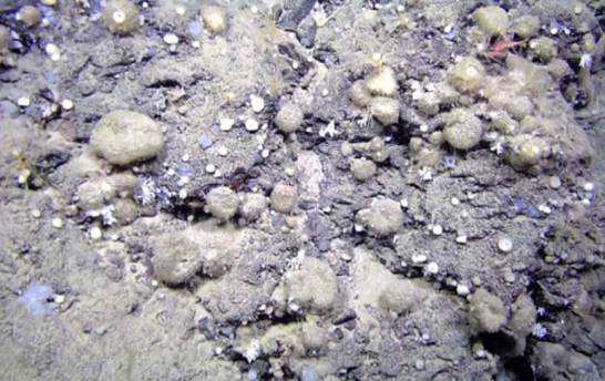 La pesca de arrastre y el calentamiento oceánico amenazan la conectividad de las esponjas