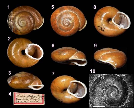 Las colecciones científicas permiten redescubrir un caracol neotropical