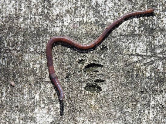 Las lombrices de tierra revelan un mecanismo evolutivo que desafía a Darwin