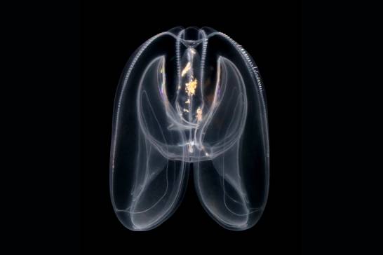 Las medusas peine revelan el origen primitivo de la regulación genómica de los animales
