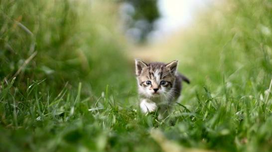 Los-gatos-se-protegen-contra-las-plagas-de-insectos-al-danar-ciertas-plantas
