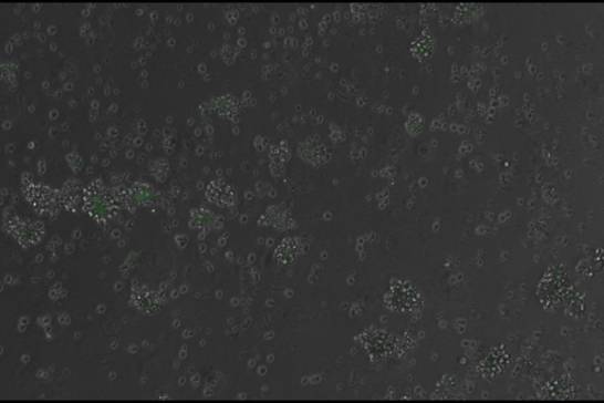 Un ADN diseñado por IA logra controlar genes en células de mamífero