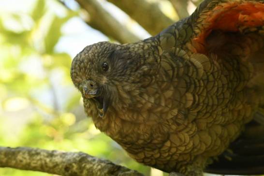 Un loro kea con una discapacidad es el macho alfa de su grupo
