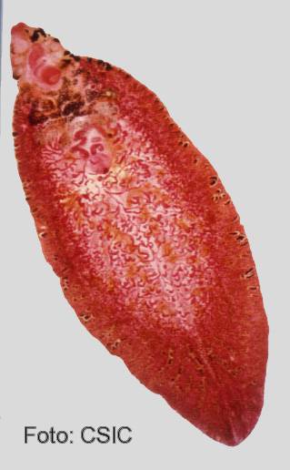 fasciola hepatica adulto