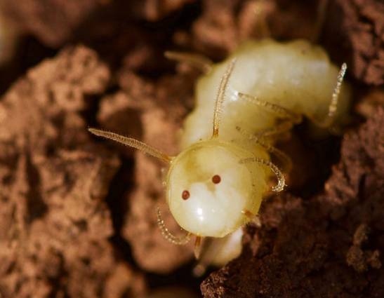 Una mosca con un falso rostro de termita se infiltra en un termitero