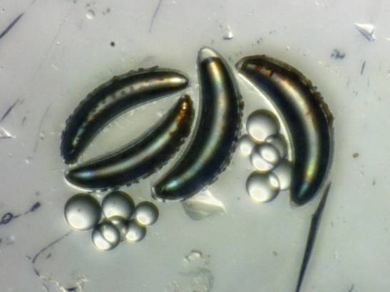 Deep-Sea Mosquito Larvae Found Surviving Over 200 Feet Underwater