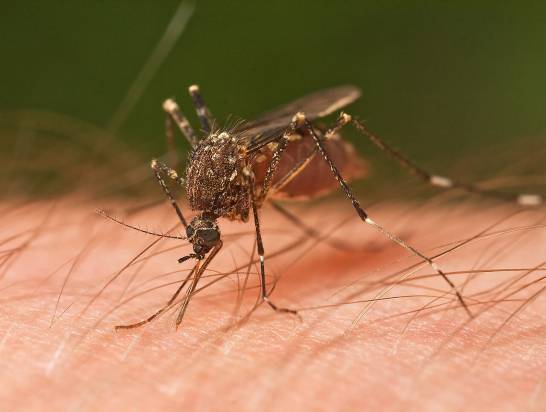Cómo los mosquitos nos encuentran y nos pican (y por qué no ocurre a todas las personas por igual)