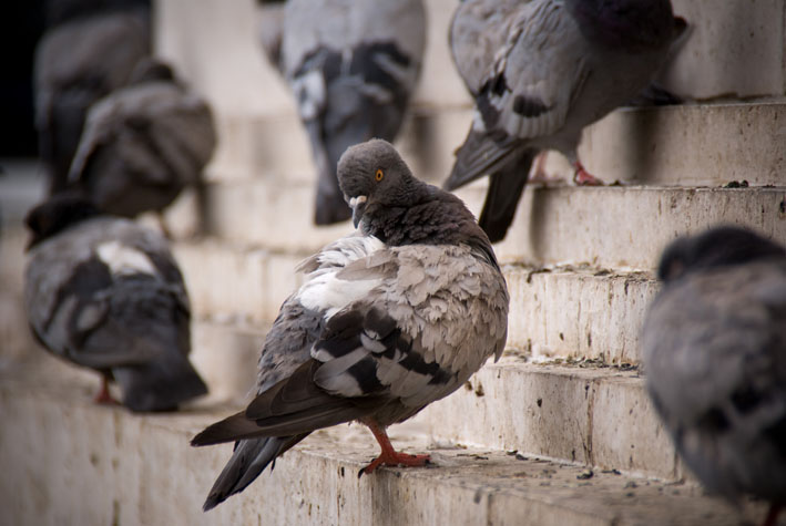 Dos bacterias de las palomas pueden provocar enfermedades en humanos
