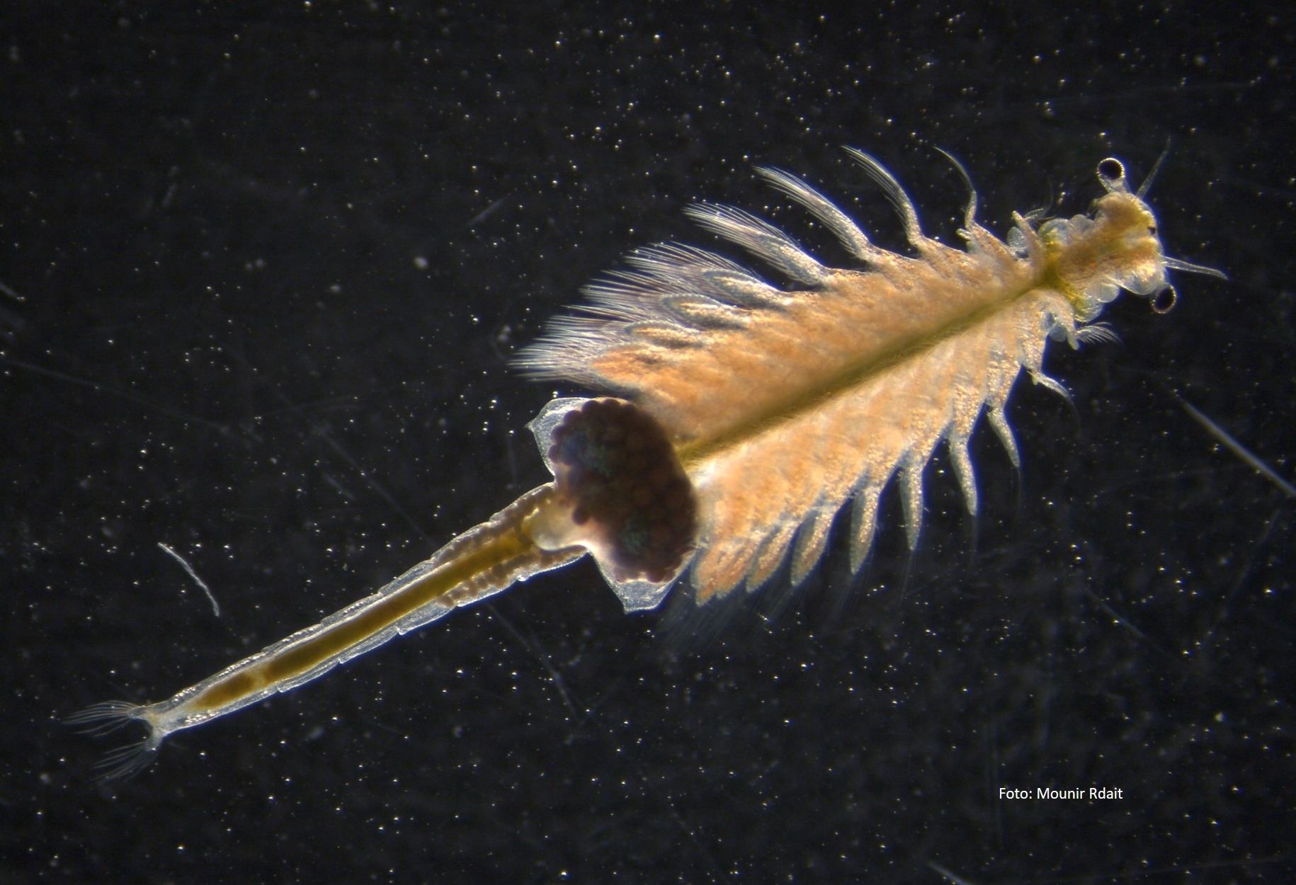Descubren dos nuevas especies del crustáceo ‘Artemia’