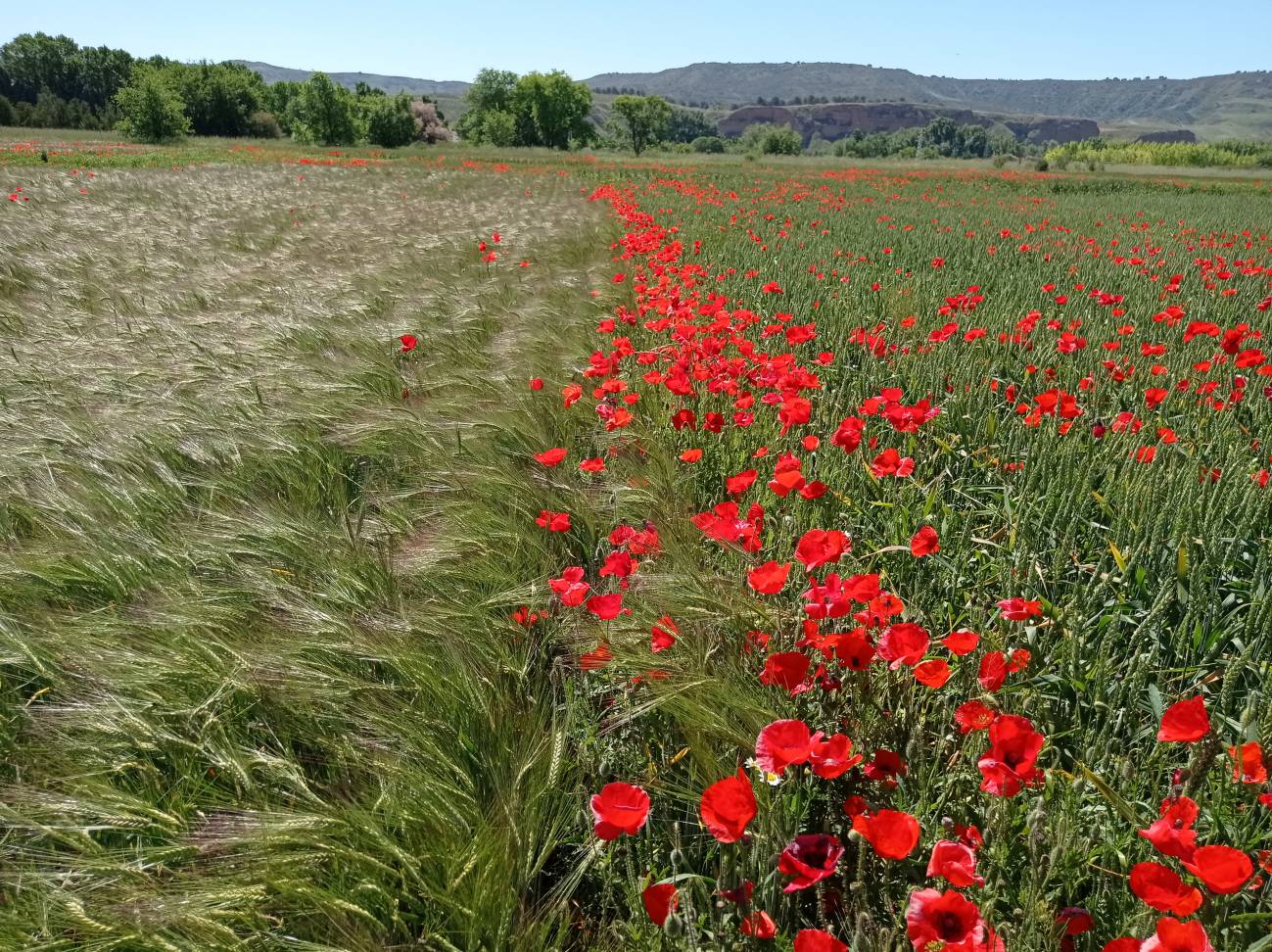 Hongos y bacterias, microorganismos clave para el rendimiento de los cultivos agrícolas