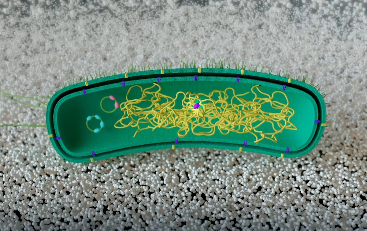 Modifican una bacteria para que ‘aprenda’ a descomponer plástico sin ADN externo