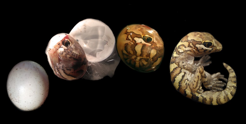 02.General_Eclosion_m