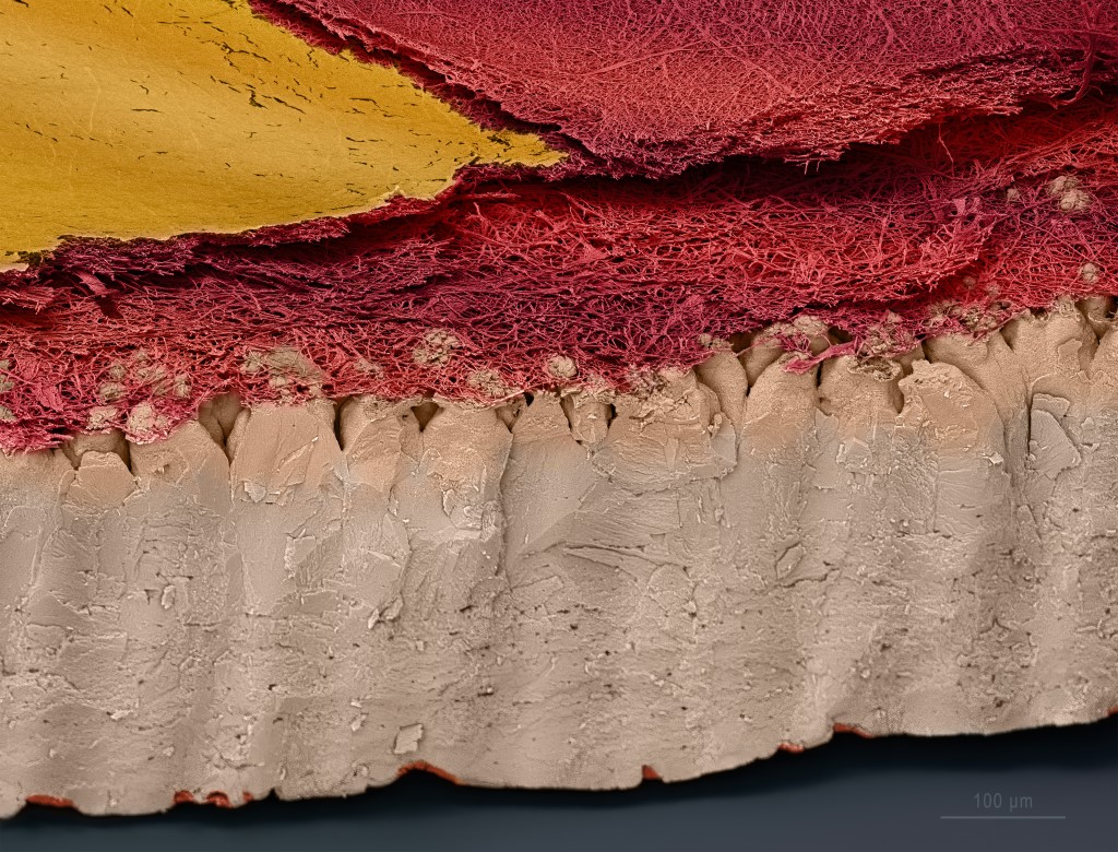 04.Micro_Biomineralizacion_m