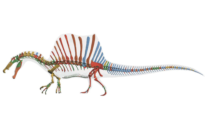 Reconstrucción digital del esqueleto de Spinosaurus aegyptiacus. /  Tyler Keillor, Lauren Conroy y Erin Fitzgerald.