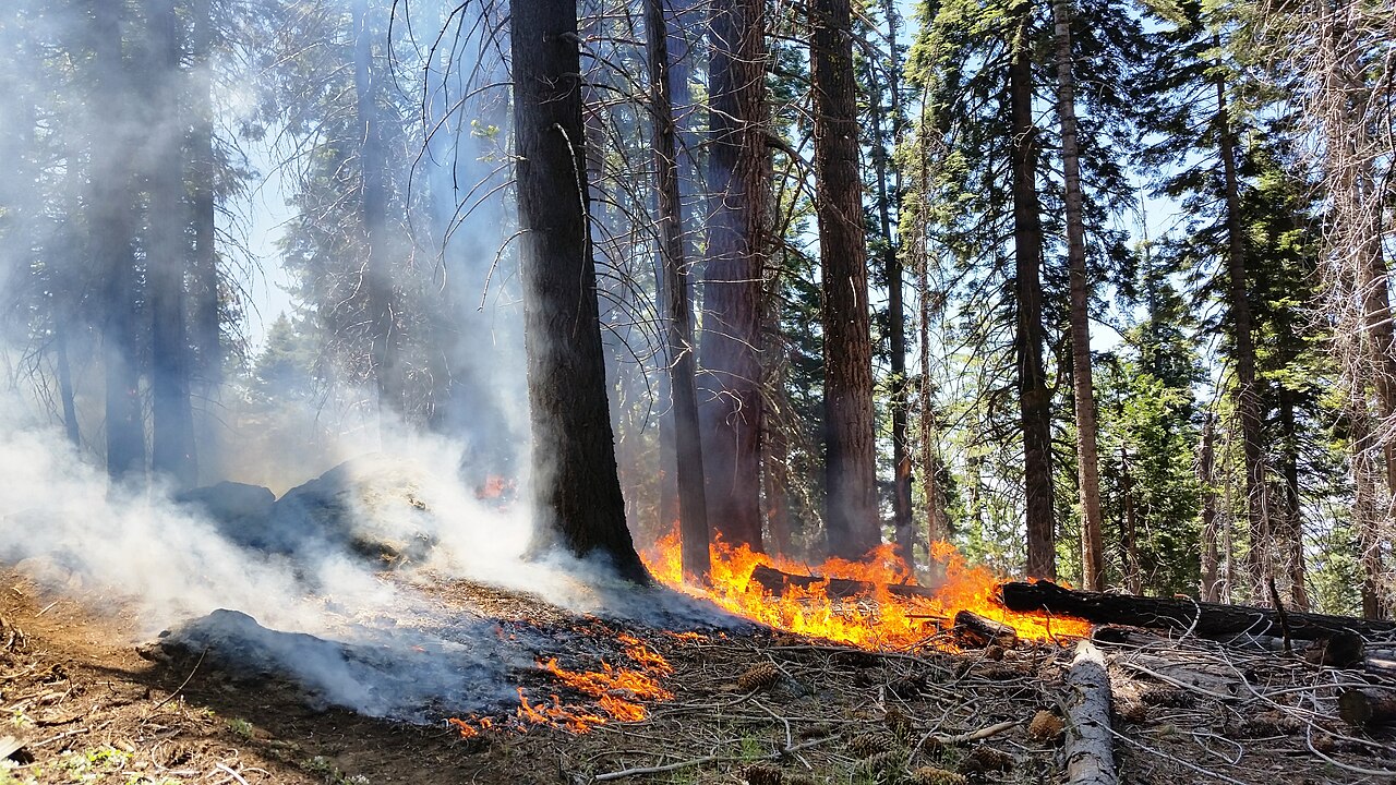 Quema prescrita en un bosque de secuoyas