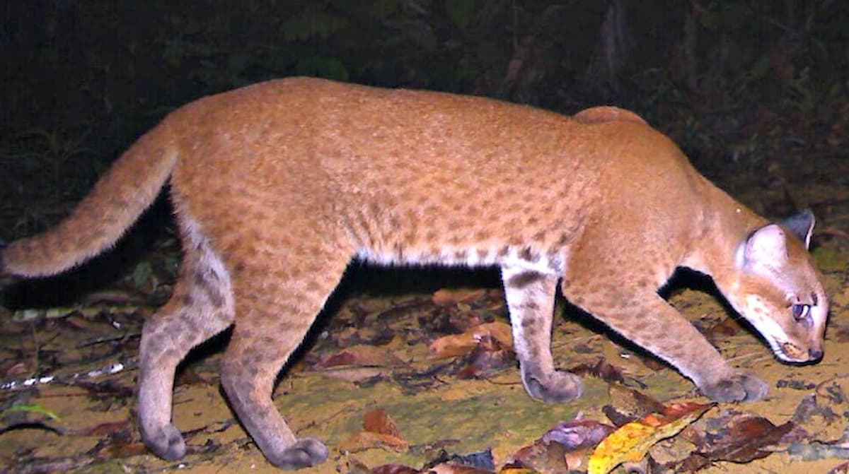 Perjudicado por la pérdida de hábitat, el gato dorado africano ha caído a la categoría de vulnerable