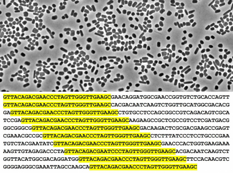 Arqueas del género 'Haloferax' y ejemplo de repeticiones en la secuencia de ADN. / Granitehead1/F. Mojica et al.
