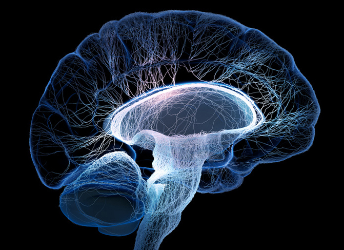 Infografía del cerebro. / Fotolia