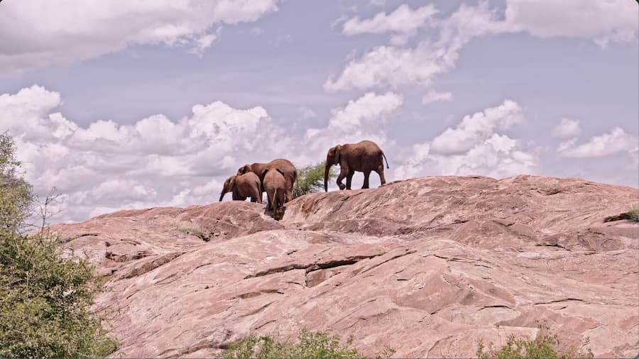 Elefantes trepando por las pozas rocosas de la Reserva Nacional de Samburu / Robbie Labanowski.