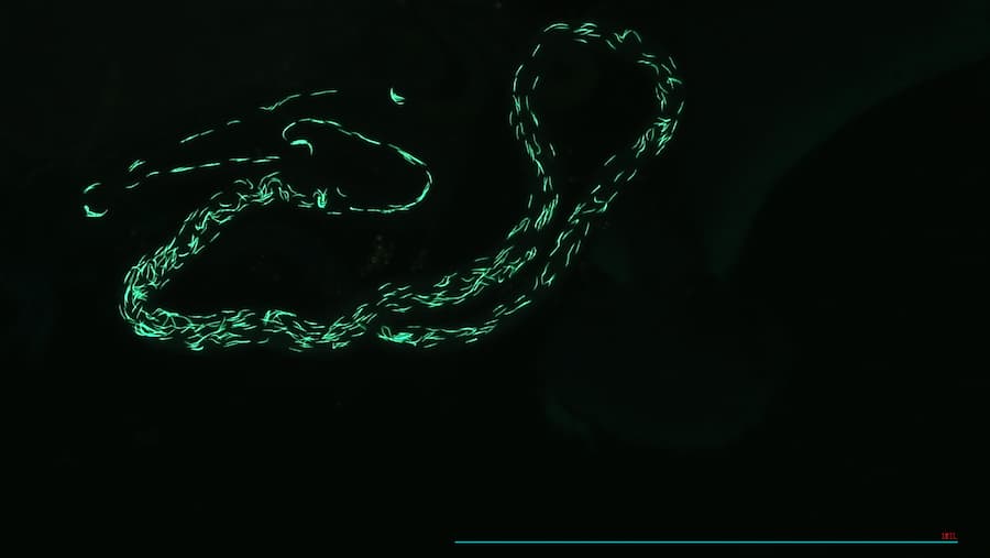 Espermatozoides marcados con proteína fluorescente verde en la espermateca de una mosca de la fruta. Krish Sanghvi