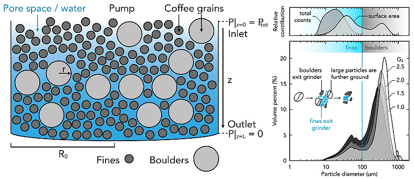 Esquema de los granos de cafe