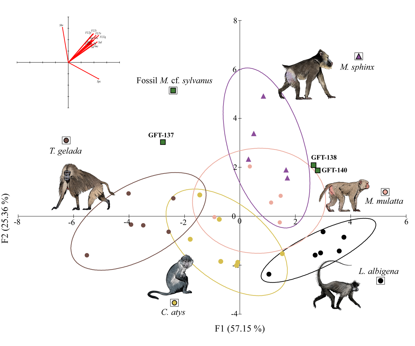 Comparación de las distintas especies de primates con la situación del Macaca sylvanus y de los restos dentales recuperados en Guefaït / IPHES-CERCA-UMP