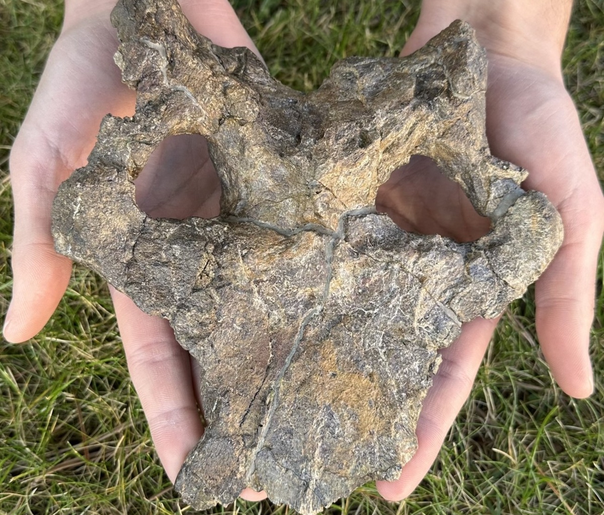 Fotografía en detalle del cráneo de Dacentrurus armatus hallado en Riodeva (Teruel, España).