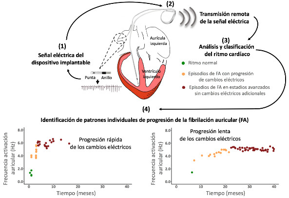 Resumen gráfico de la metodología del estudio y su aplicación médica. / SINC