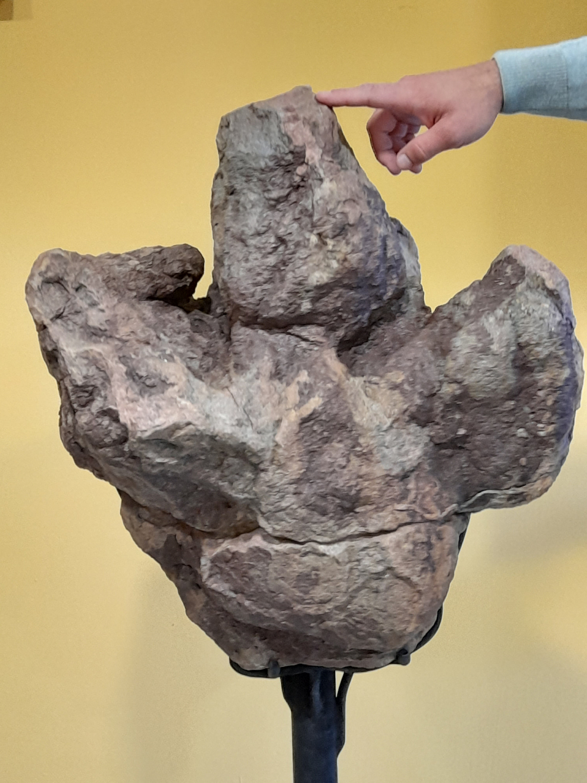 Huella gigante (55 cm de longitud y de anchura) de Iguanodon procedente de El Castellar (Teruel). /Fundación Dinópolis