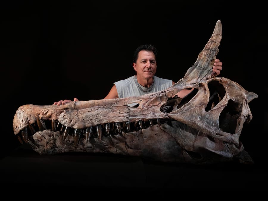 Imagen del investigador Paul Sereno con el cráneo del Spinasaurus mirabilis. / Centro Médico de la Universidad de Chicago