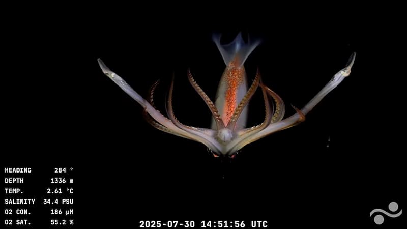 Imagen submarina captada por el vehículo operado remotamente (ROV) SuBastian. / CONICET