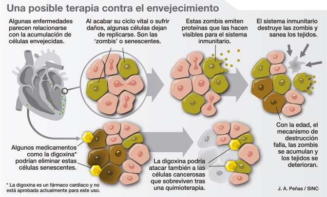 Infografía posible terapia contra el envejecimiento