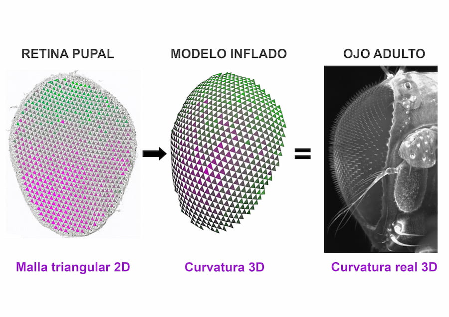 La malla triangular de la retina en el estadio de pupa funciona como un metamaterial. / Universidad de Sevilla