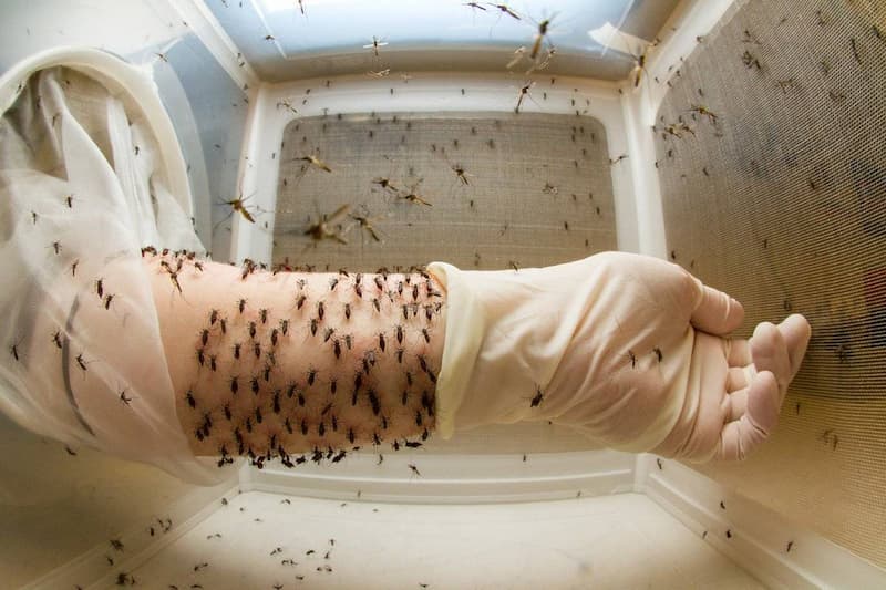 Los mosquitos y los patógenos que transmiten evolucionan muy rápido, adaptándose a nuestras armas, como los insecticidas. / Howard Hughes Medical Institute