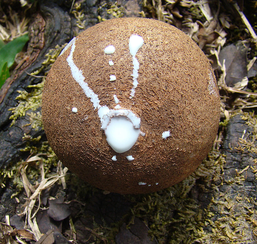 Chicle de árbol
