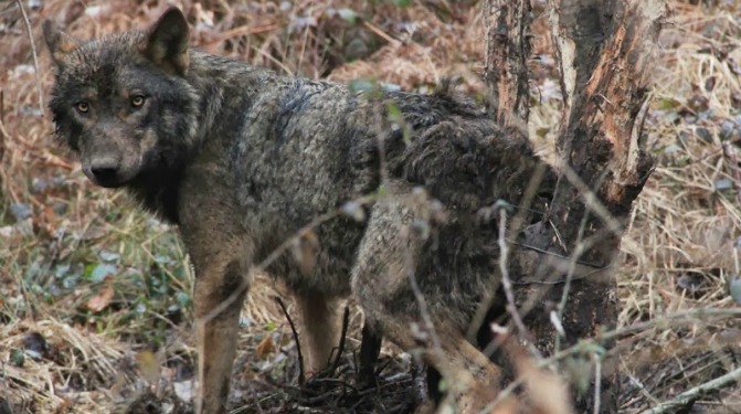 Talegón explica las caracteristicas del lobo / Llobu