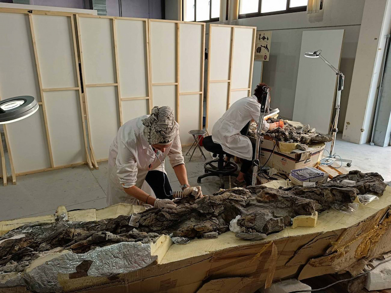 Preparación paleontológica de los fósiles del saurópodo de Camarillas (Teruel). / Fundación Dinópolis