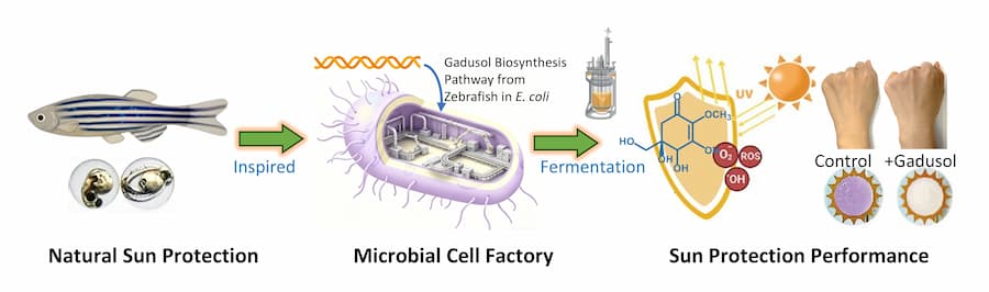Producción de gadusol mediante una fábrica celular microbiana para la protección solar. / Centro Científico para los Alimentos del Futuro, Universidad de Jiangnan