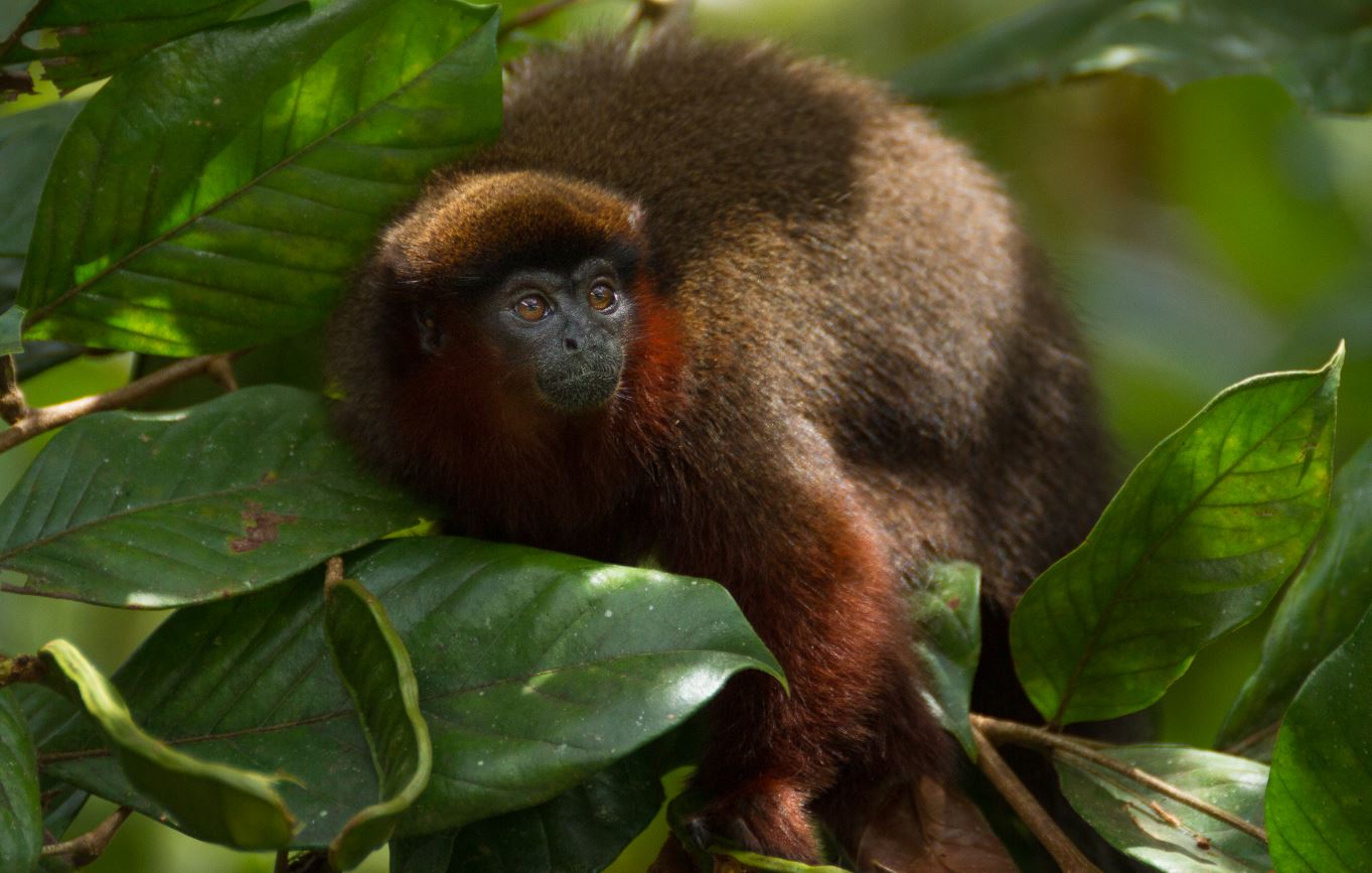 Un ejemplar de tití cobrizo en la Amazonía