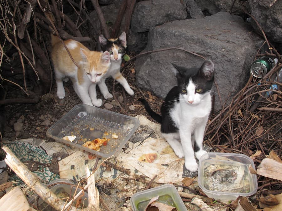 Una colonia de gatos./ Beneharo Rodríguez.