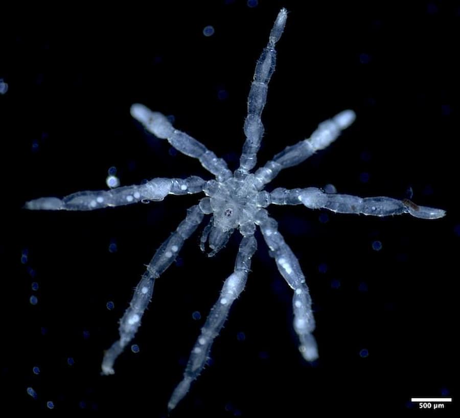 Una foto de una nueva especie de araña marina, Tanystylum kiixin. / Toler Scott