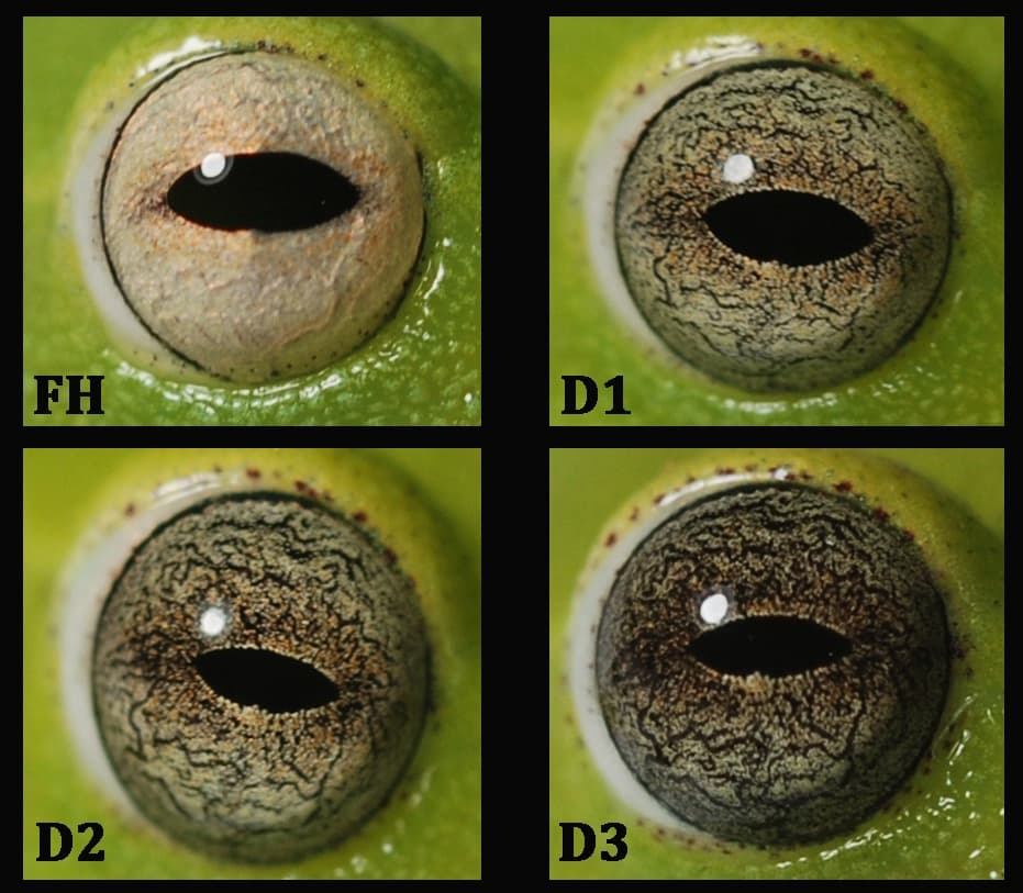 Variación progresiva del oscurecimiento del iris en el ojo de un individuo de la rana neotropical. / Estación Biológica de Doñana