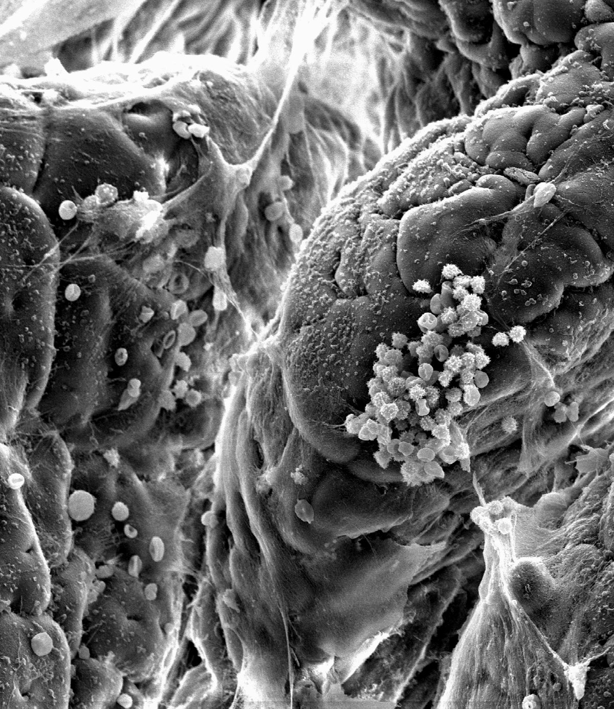 FECYT y CSIC conceden los premios del certamen de fotografía científica Fotciencia (VII)