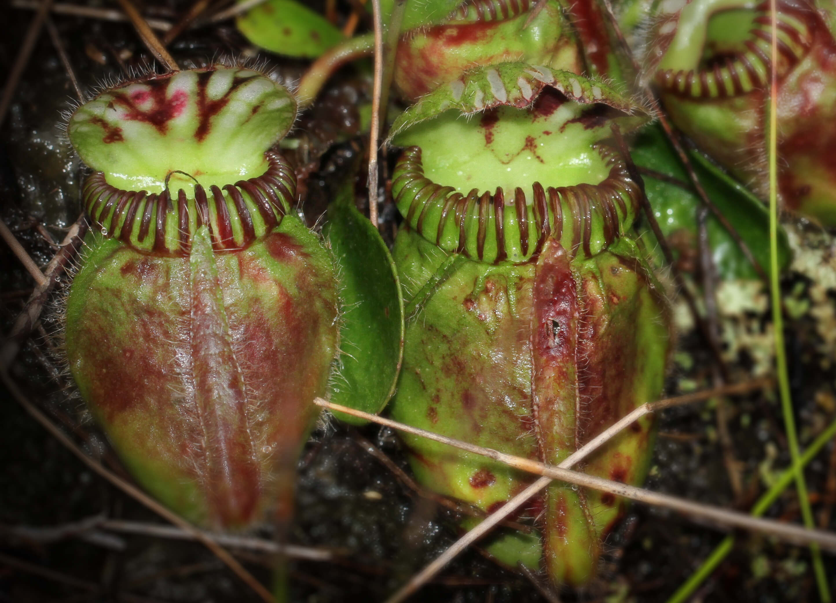 Así se volvieron carnívoras las plantas