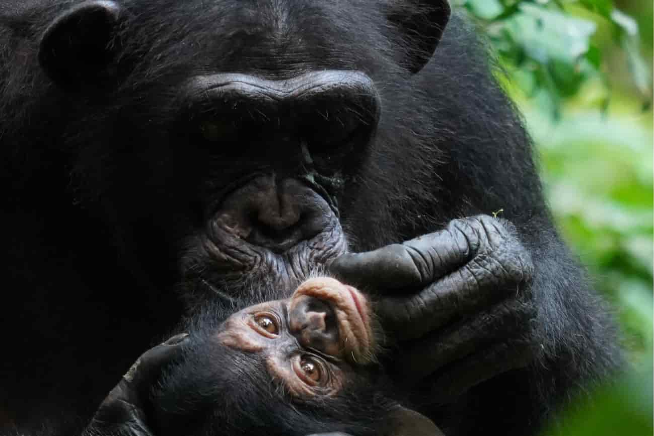 Chimpancés salvajes muestran patrones de apego materno similares a los humanos